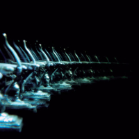 Snow at High Tide (Single)