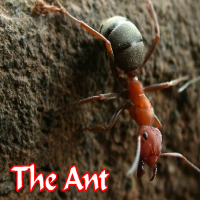 The Ant (Single)