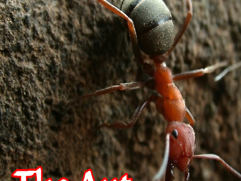 The Ant (Single)