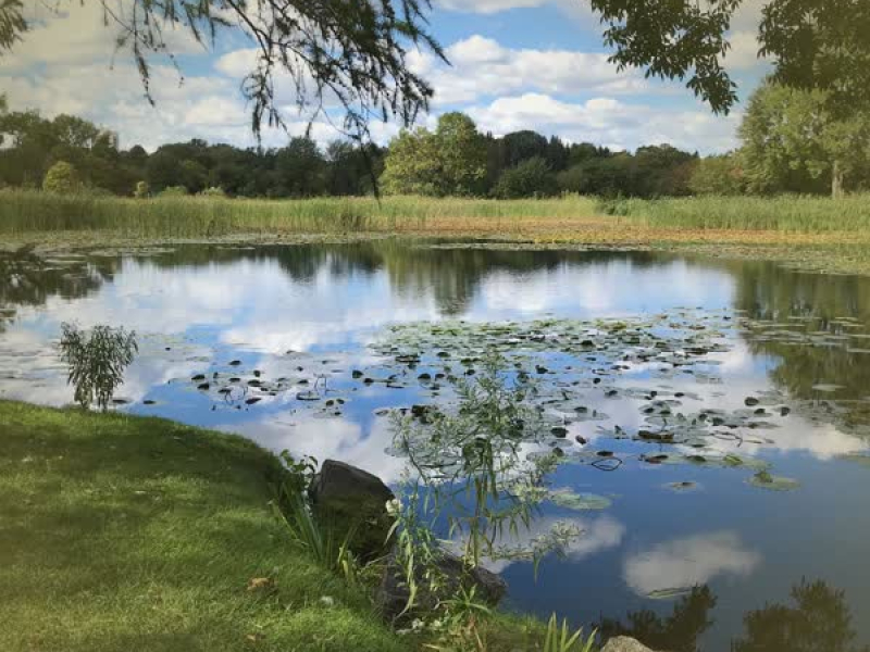 Forest Pond Sound in Nature for Meditation and Yoga (Single)