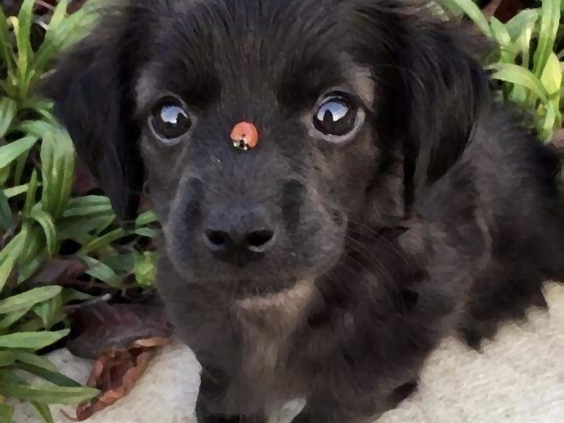 Trust (feat. Boosie Badazz) (Single)