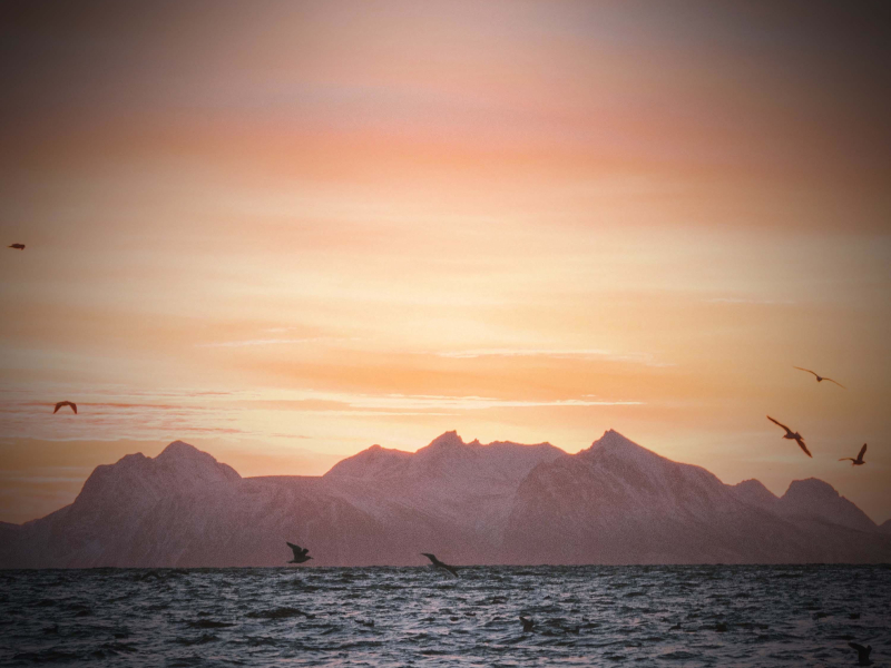 Sounds of Seagulls and Sea Waves for Instant Relaxation and Good Mood (Single)