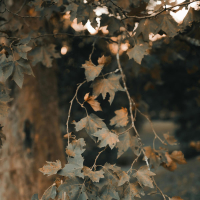 Romantic punk (Acoustic) (Single)