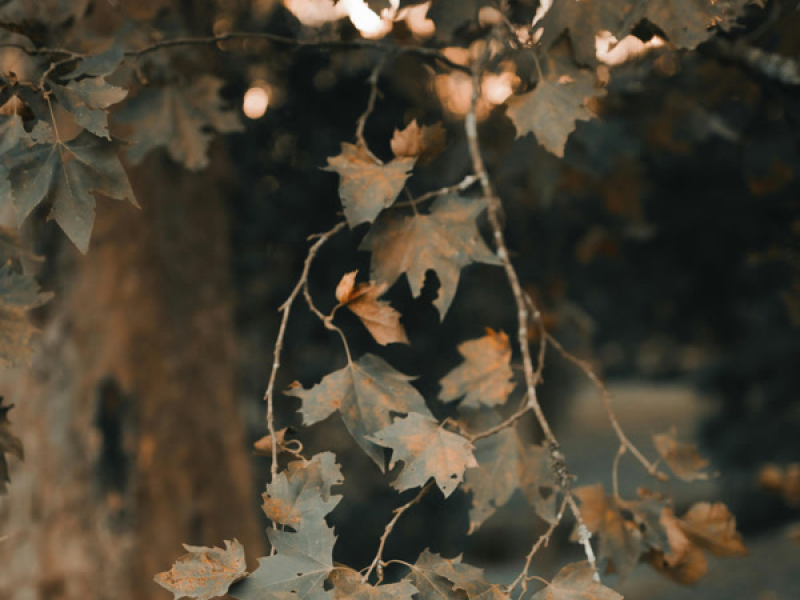 Romantic punk (Acoustic) (Single)