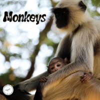 Monkeys (Single)