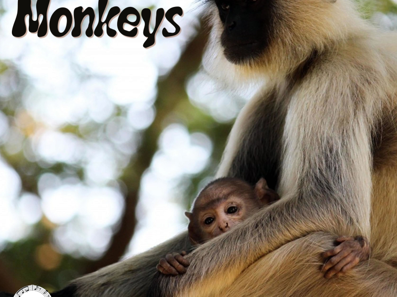 Monkeys (Single)