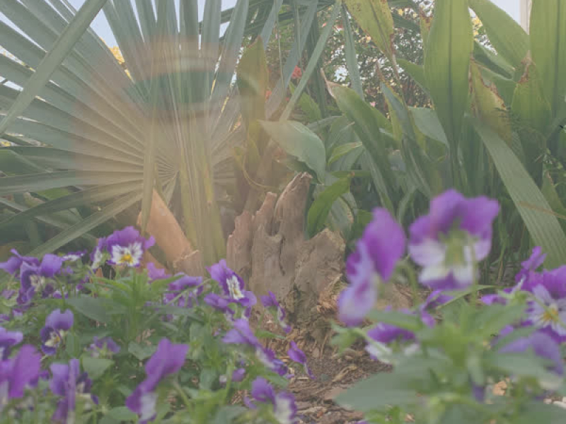 morning glory (Single)