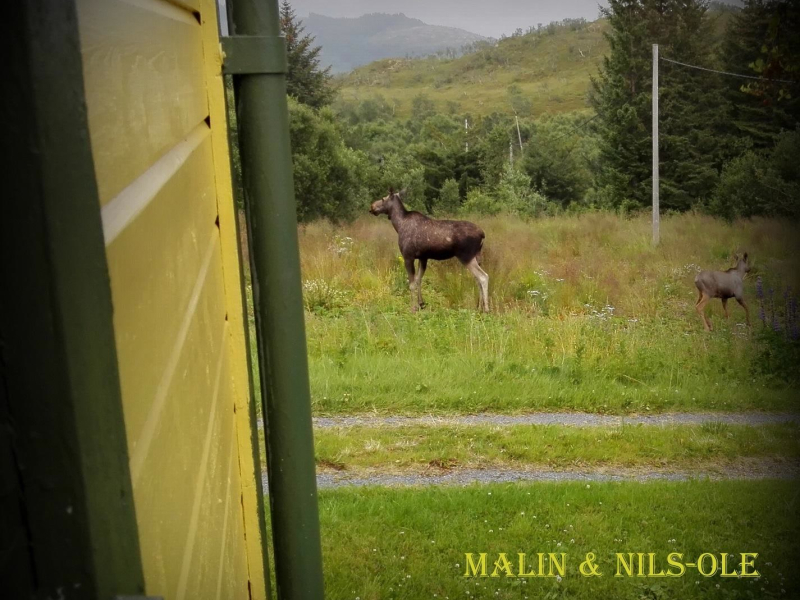 Sara og Ælgan (Single)