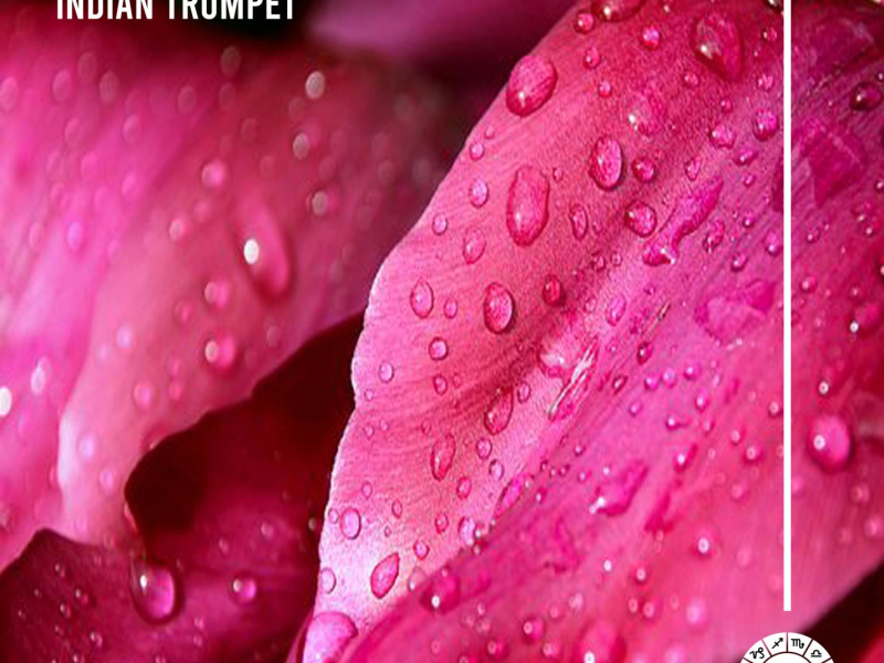 Indian Trumpet (Single)