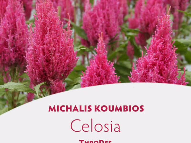 Celosia (EP)