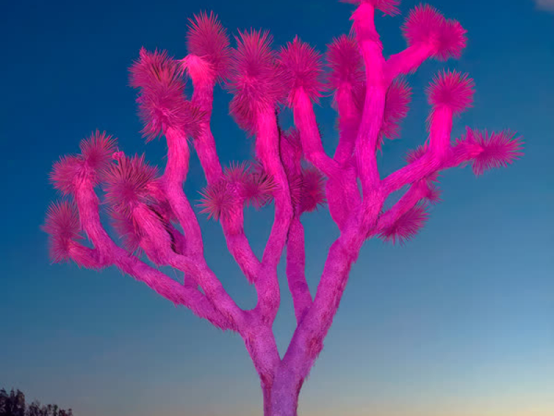 Pacific Surfline (Single)