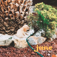 june (Single)