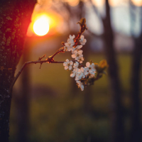 Sakura Rain (Single)