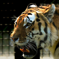 Instinto feroz (Single)