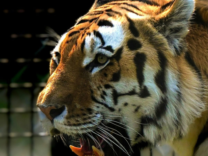 Instinto feroz (Single)