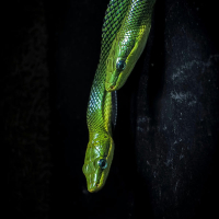 Taste of danger (Single)