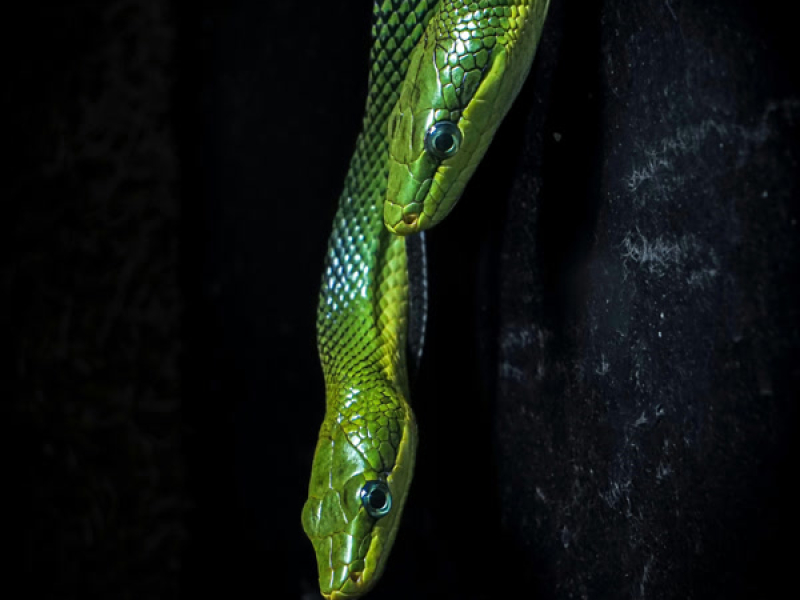 Taste of danger (Single)