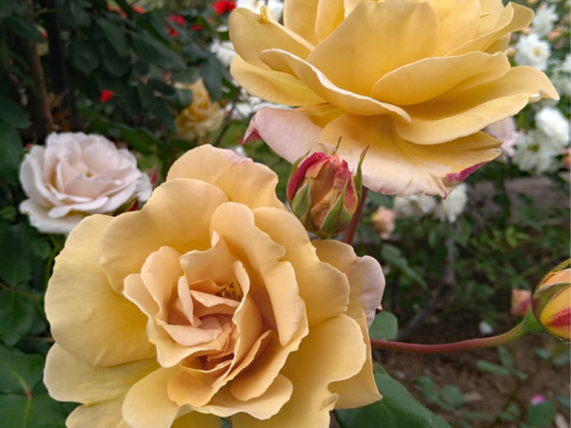 Near Apocalypse (Single)