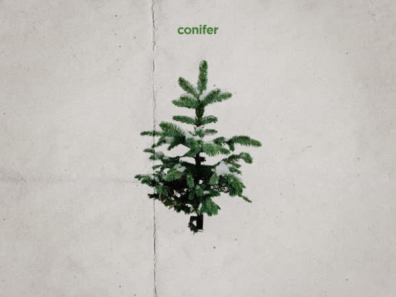 Conifer (Single)