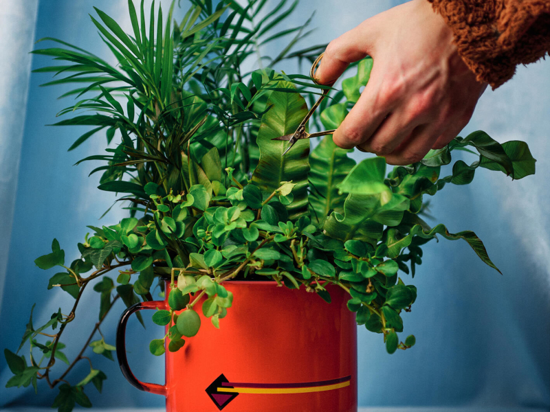 In meinem Garten (Single)