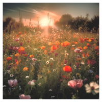 In Full Bloom (Single)