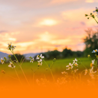 Serenity Spa Music With Peaceful Sounds For Emotional Healing And Holistic Treatments (Single)