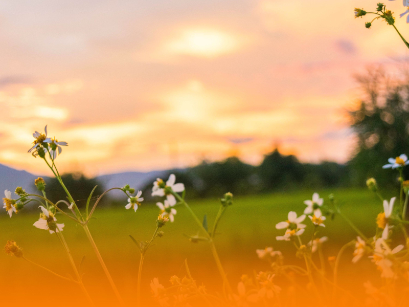 Serenity Spa Music With Peaceful Sounds For Emotional Healing And Holistic Treatments (Single)