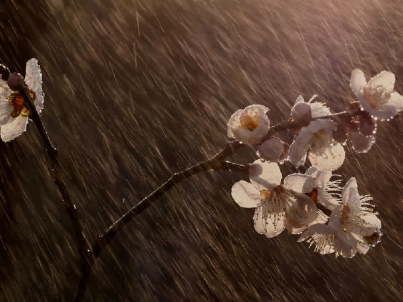 sakura tears. (Single)