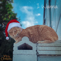 I Wanna (Single)
