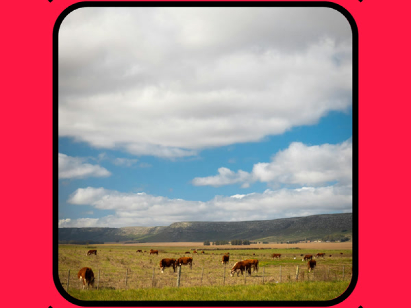 Banteng Merah (Single)