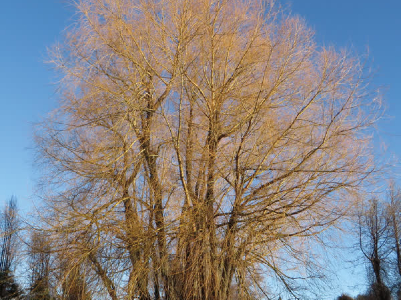 Aitoiunano, Jiyuto Fujiyu