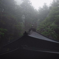 Rainy Woods (Single)