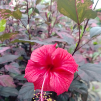 Bulan Muharram (Single)