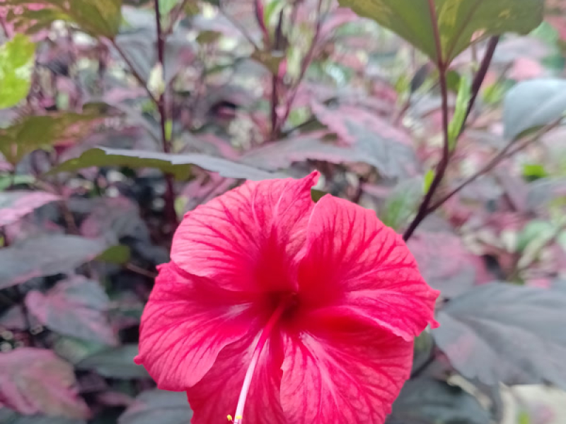 Bulan Muharram (Single)