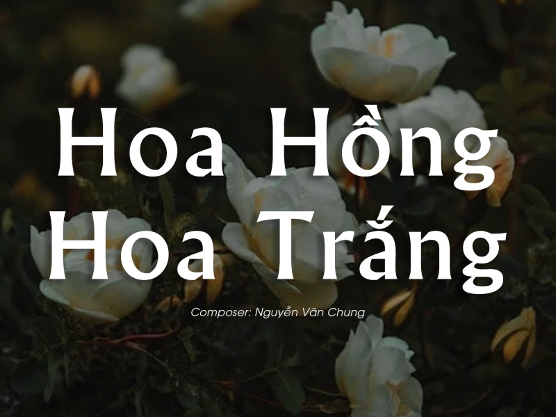 Hoa Hồng Hoa Trắng (Lofi) (Single)