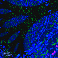 Could Be Down (Single)