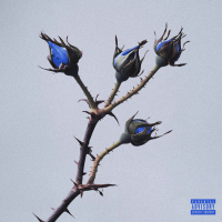 Petali (Osama 3) (Single)