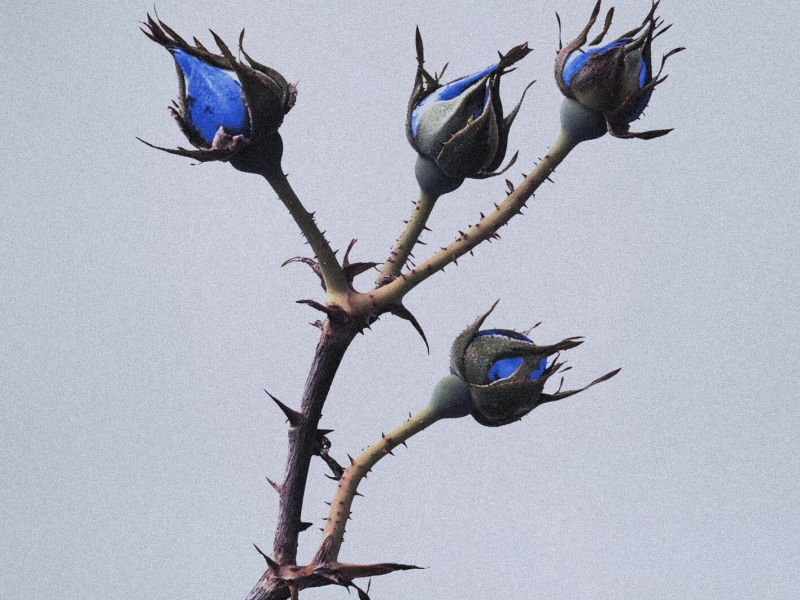 Petali (Osama 3) (Single)