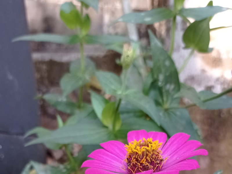 Peace my world (Single)