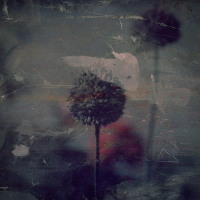 Alma Rosa - The Beginning of a Dream, Pt. 1 (Single)