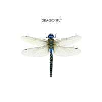 Dragonfly (Single)