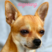 dogesong (Single)