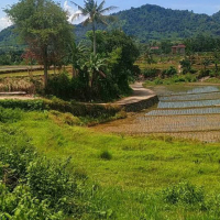 Morning Smoke (Single)