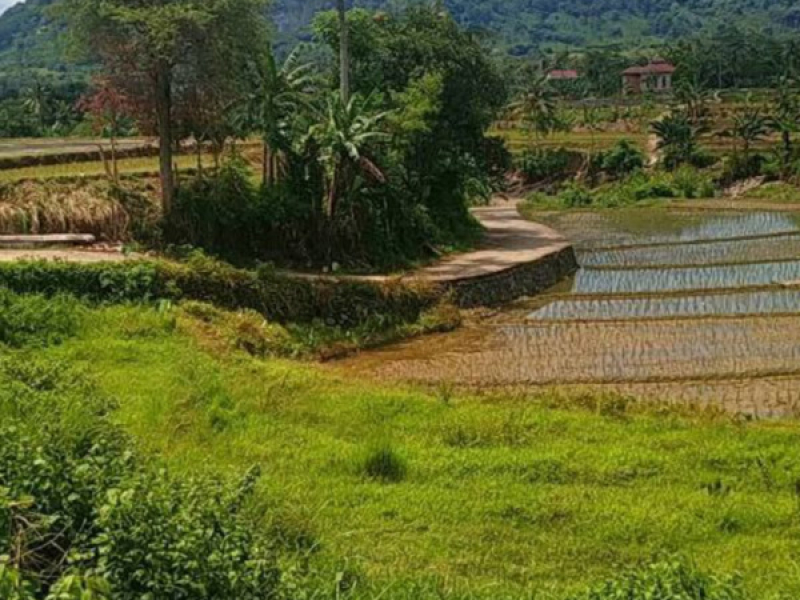 Morning Smoke (Single)