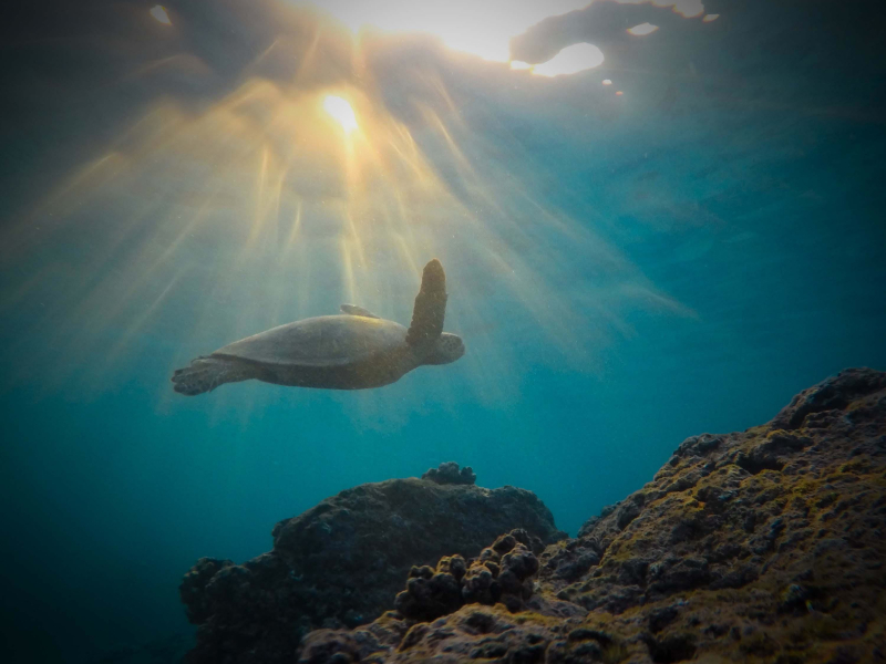 Calm Underwater Sound for Meditation and Spa (Single)