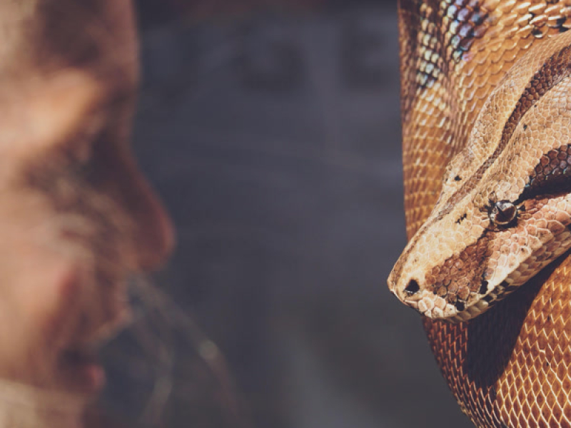 Snake Venom (Single)