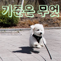 Standard is, What (Single)