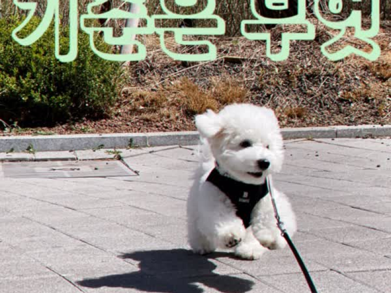 Standard is, What (Single)