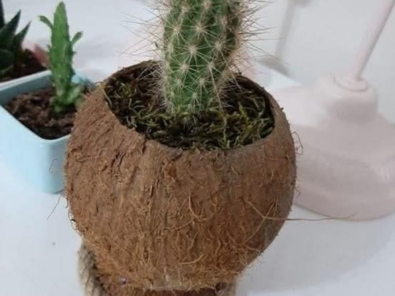 Diamakah jodohku (Single)