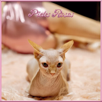 Pieles Rosas (Single)